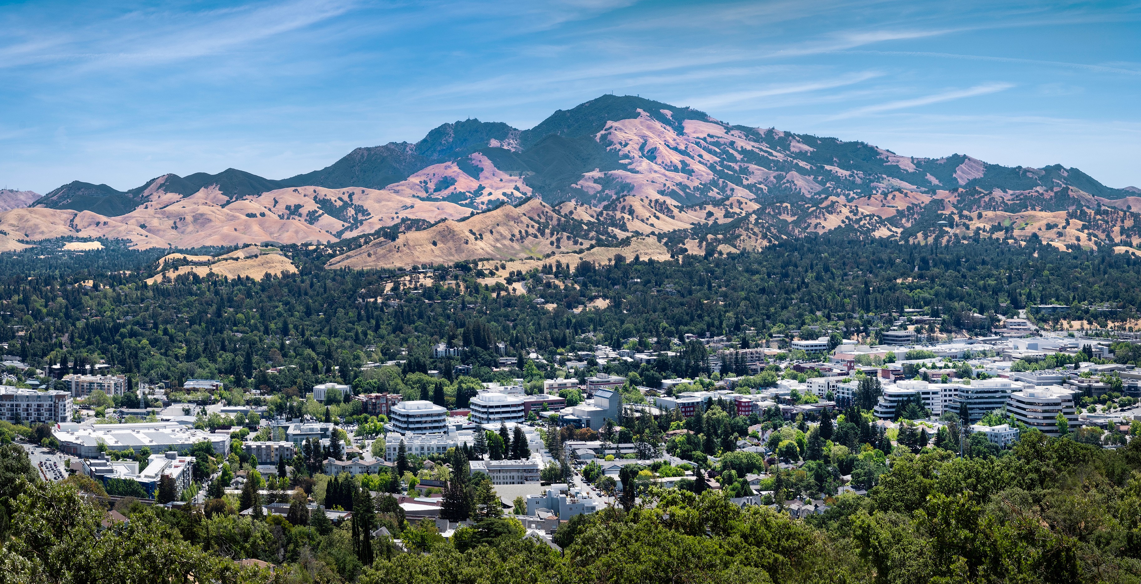 An illustrative sketch of a flower
